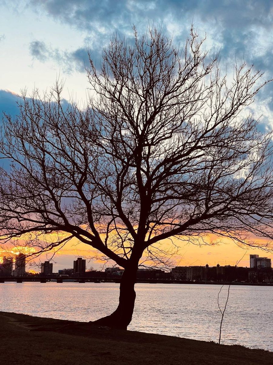 singh_aditya205's tweet photo. #USA 🇺🇸 #Boston #Evening  

Sunset by the Charles River is a peaceful and beautiful experience in Boston, where the golden evening light reflects across the water and creates a warm, relaxing atmosphere. The river views, city skyline, and gentle breeze make it a perfect place https://t.co/47g8i3jGMC