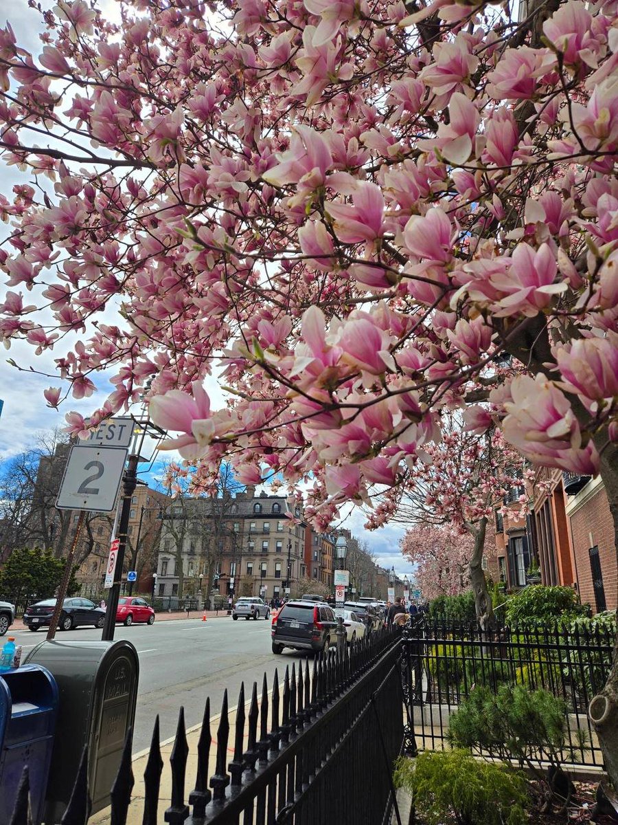 singh_aditya205's tweet photo. #USA 🇺🇸 #BostonStreetScenes

Flowers are starting to bloom in Boston Common and Back Bay. https://t.co/UPFn5fvj7I