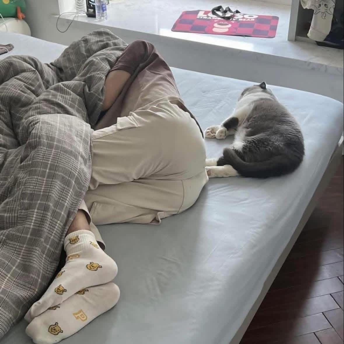 No Cats No Life tweet media