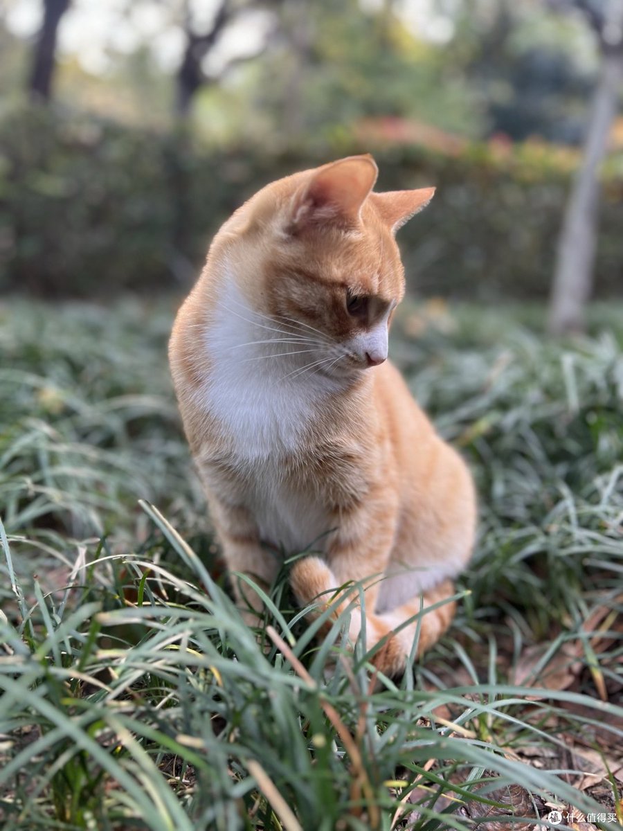 Bojinka222's tweet photo. 刚摸鱼翻到窗外的流浪猫，它晒得比我还惬意，这班没白上。， https://t.co/990BCWOkkH