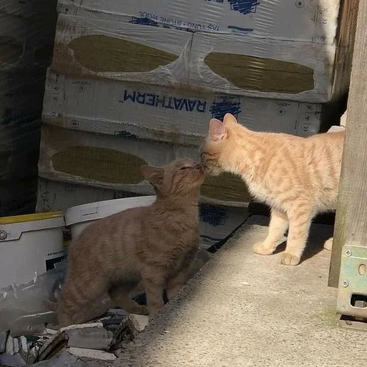 PunchingCat's tweet photo. https://t.co/TWyfZoZTYF