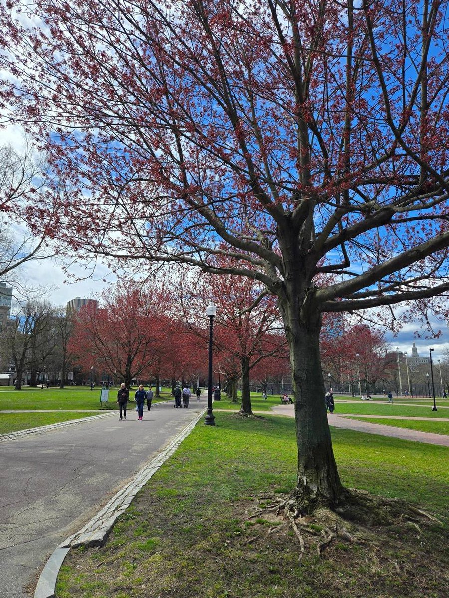 singh_aditya205's tweet photo. #USA 🇺🇸 #BostonStreetScenes

Flowers are starting to bloom in Boston Common and Back Bay. https://t.co/UPFn5fvj7I
