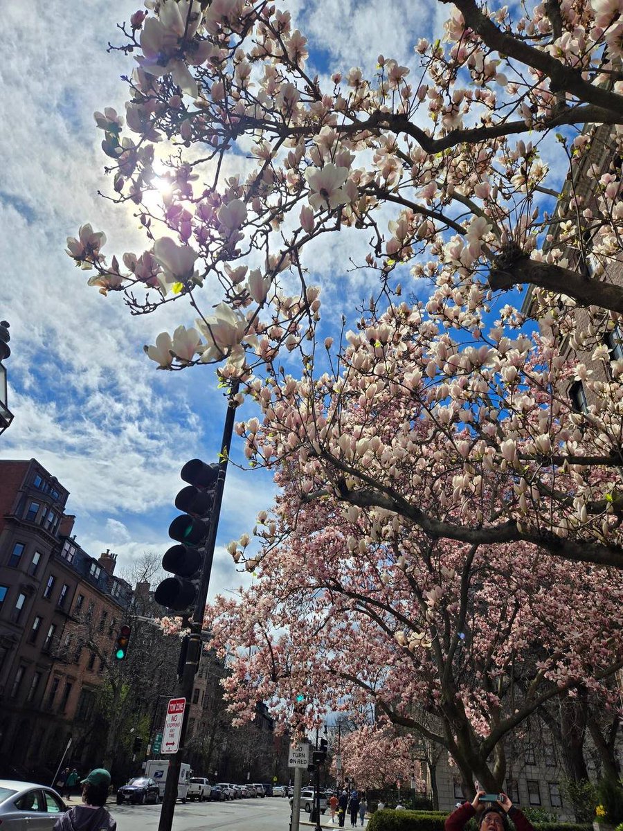 singh_aditya205's tweet photo. #USA 🇺🇸 #BostonStreetScenes

Flowers are starting to bloom in Boston Common and Back Bay. https://t.co/UPFn5fvj7I