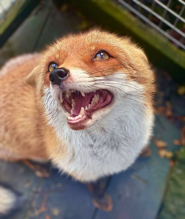NatureAnimalw's tweet photo. https://t.co/6Gkjg2MwQr
