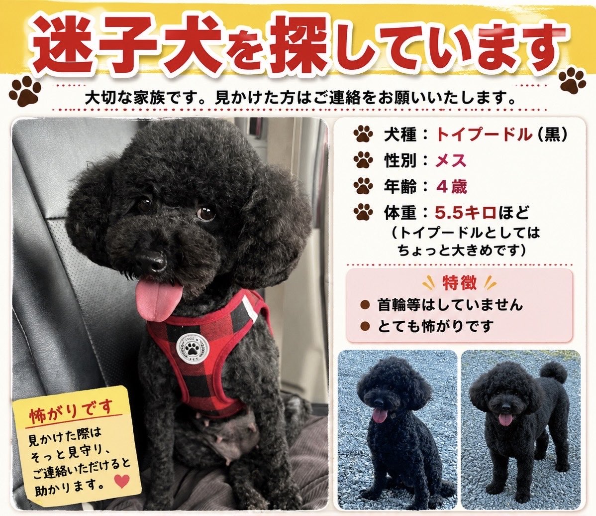Pinetree__55's tweet photo. 昨日の地震の際、驚いて家から脱走してしまいました。
熊本県八代市付近でこの子を見かけられた方、近くにお住まいの方はご協力お願いいたします。

【犬種】
トイプードル
【性別】
メス
【特徴】
口の下の毛が白い。
トイプードルにしては少し大きく、脚が長い。

 #熊本地震
#熊本
#八代
#迷子犬 https://t.co/5RDhSeq0nP