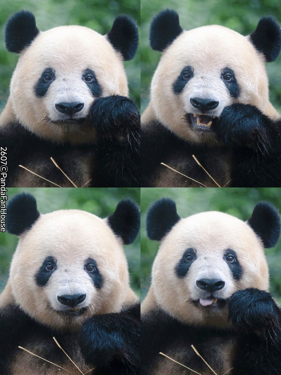 PandaFanHouse's tweet photo. 昨日のシャンシャン竹食い四連撮🐼🐼🐼🐼、調子がどんどん良くなってるね😍。4つの表情、どれが好き😂？おはよう！🤗
📷260728Ya'an碧峰峡ⒸPandaFanHouse https://t.co/vzas2ycaTW