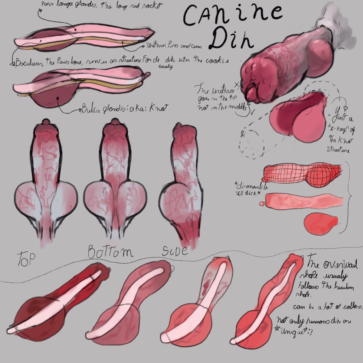 el_kyze_'s tweet photo. Canine dih study 🥀 https://t.co/t21aXAfsng