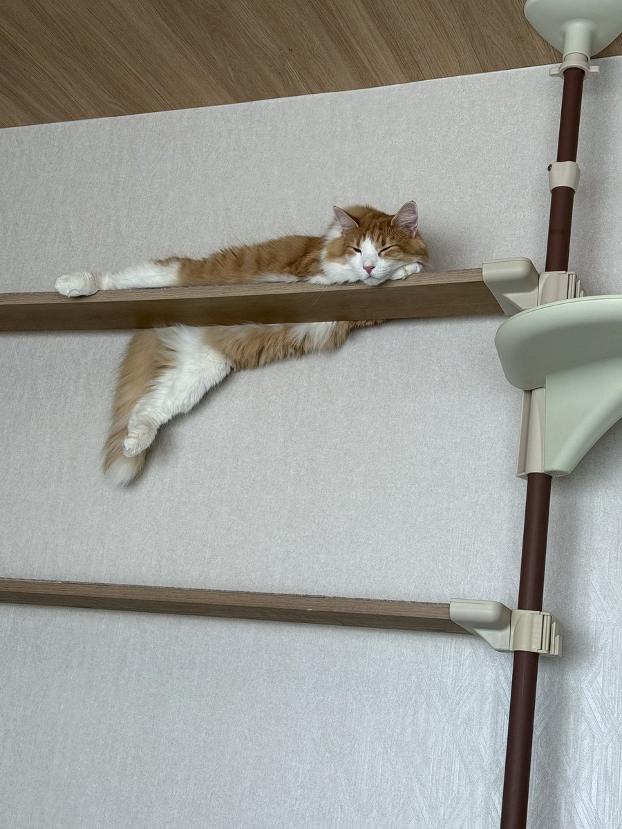 Gochamaruyo's tweet photo. 今日はもう一段上で寝てます https://t.co/aZh8TSS7rL