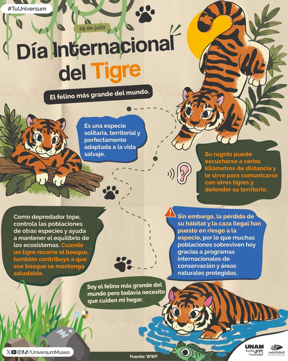 UniversumMuseo's tweet photo. Hoy celebramos la majestuosidad de uno de los felinos más imponentes del planeta, pero también recordamos la urgencia de proteger su rugido. 🐅✨

#TuUniversum #DíaDelTigre https://t.co/S4tAzEdoFy