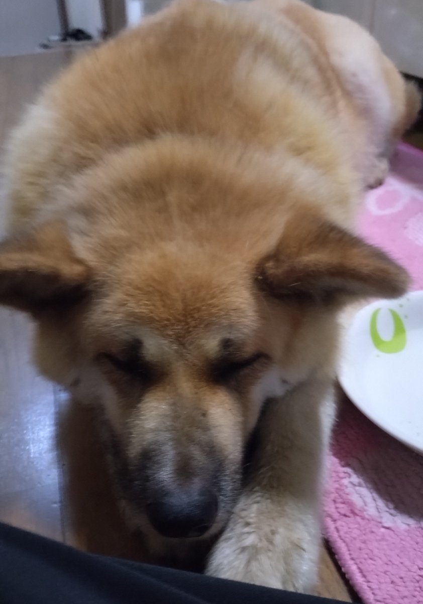 tapiocaz0926's tweet photo. 今朝5時くらいに北区で迷子のワンちゃんを保護しました。
自分がワンちゃんの知識がないため、今は警察署に受け渡し済みです。
・人懐っこく吠えない
・首輪が赤色でハートの堀りが入って        いる。
心当たりがある方はDMしているただければどこの警察署か教えます。
#熊本市 #北区 #地震 #迷子犬 https://t.co/tP8eHoJweq