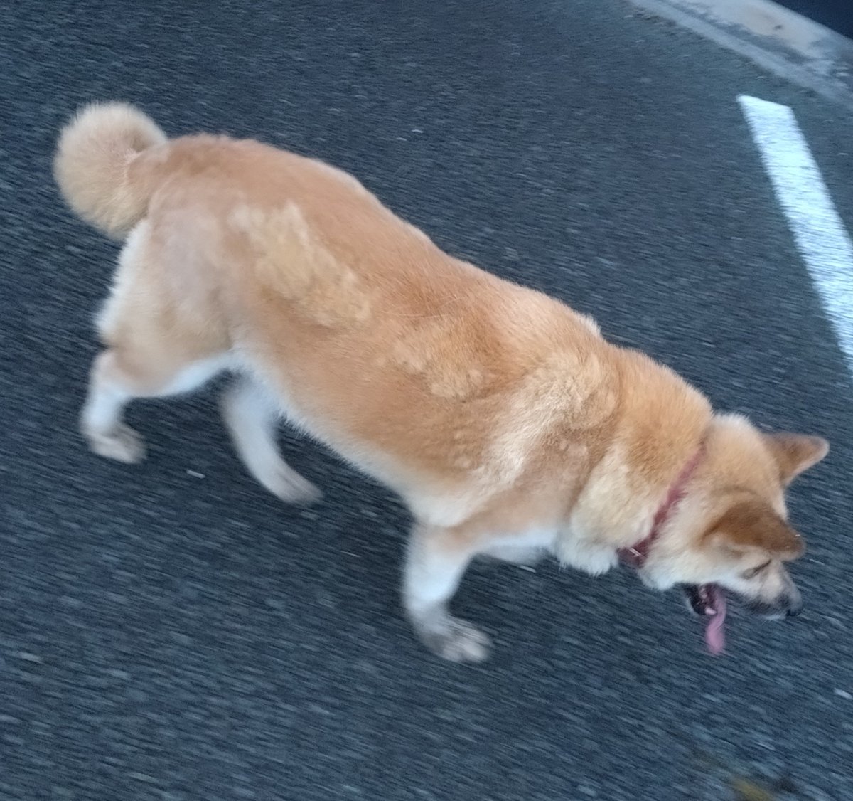 tapiocaz0926's tweet photo. 今朝5時くらいに北区で迷子のワンちゃんを保護しました。
自分がワンちゃんの知識がないため、今は警察署に受け渡し済みです。
・人懐っこく吠えない
・首輪が赤色でハートの堀りが入って        いる。
心当たりがある方はDMしているただければどこの警察署か教えます。
#熊本市 #北区 #地震 #迷子犬 https://t.co/tP8eHoJweq