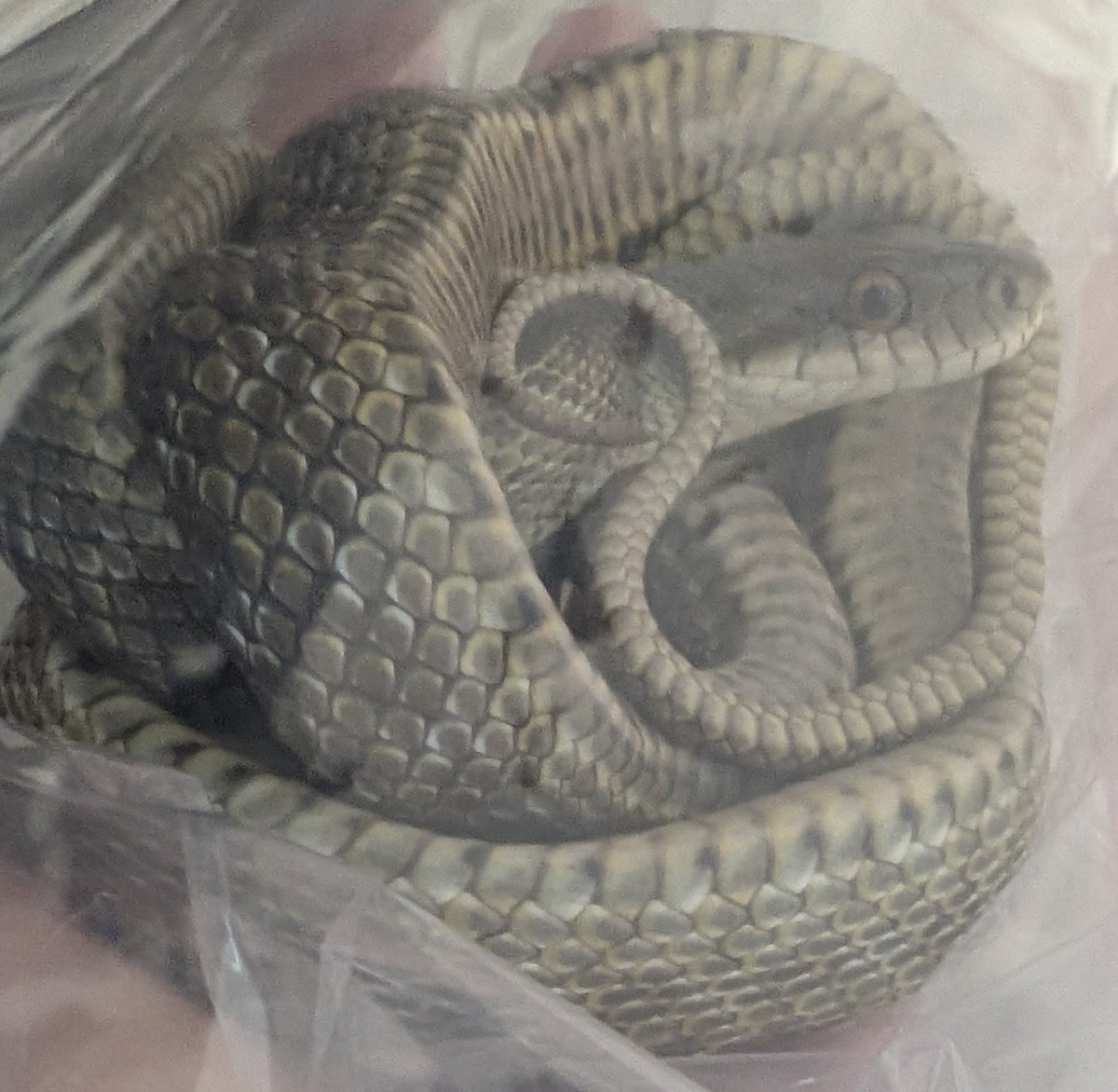T19261225's tweet photo. アオダイショウ🐍可愛い https://t.co/Hojdvc1CAs