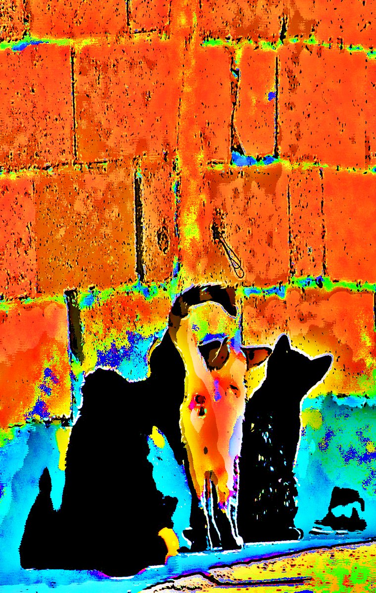ppeluo's tweet photo. Series "PopArt&amp;Cats". Nro.: 001
By jmarcano.
Digital version.
Available as a print version.
Original 1/1 physical version available upon request. #popart https://t.co/sRAg4lFxVf