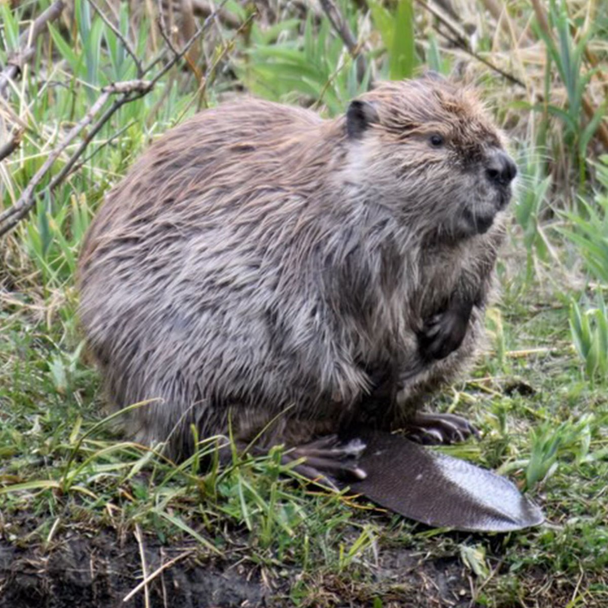 Dexerto's tweet photo. Scientists have launched an OnlyFans account for marmots after funding cuts threatened their research https://t.co/OTLIWDmofk