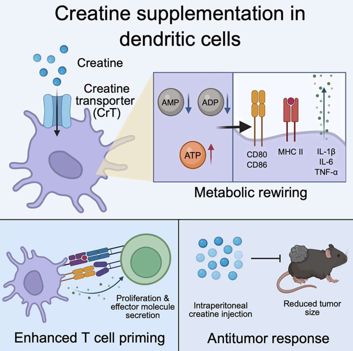 dantawfik's tweet photo. Creatine has been used by bodybuilders for decades to gain muscle. A new study shows it does something entirely different to the immune cells that detect and fight cancer.

Researchers found that creatine supplementation enhances dendritic cell function, the specialized immune cells responsible for activating T cells against tumors. The effect worked in mice and human cells, and it slowed melanoma tumor growth through a mechanism that preserves cellular energy.

This matters because dendritic cells are central to cancer immunotherapy. They're the alarm system of the immune response. These cells patrol tissues, capture tumor antigens, and present them to T cells in lymph nodes, activating tumor-specific immune responses. When dendritic cells can't activate properly, T cells don't get the signal to attack cancer.

The problem is energy. Dendritic cell activation requires substantial ATP to support inflammatory signaling, surface molecule expression, and cytokine production. In tumors, cancer cells compete aggressively for glucose and other nutrients, creating a metabolically hostile environment that starves immune cells of the energy they need to function.

Creatine addresses this through an ATP-buffering system. Here's how it works:

Creatine enters cells through a transporter called CrT (SLC6A8). Inside the cell, an enzyme called creatine kinase adds a phosphate group, converting creatine to phosphocreatine. Phosphocreatine acts as an energy reserve. When ATP gets consumed during cellular work, phosphocreatine donates its phosphate back to ADP, rapidly regenerating ATP without requiring glucose metabolism.

This buffering system is well known in muscle and brain tissue, which have high energy demands. What this study reveals is that dendritic cells use the same system when they activate.

The researchers started by measuring creatine transporter expression in dendritic cells isolated from mouse tumors. They found CrT was markedly upregulated in tumor-infiltrating dendritic cells compared to splenic dendritic cells. The same upregulation occurred when they cultured bone marrow-derived dendritic cells and stimulated them with LPS, a molecule that mimics bacterial infection and triggers immune activation.

To test whether creatine uptake was functionally important, they compared dendritic cells from normal mice versus mice genetically engineered to lack the creatine transporter (CrT knockout).

Key findings when dendritic cells couldn't import creatine:

• Cell survival dropped dramatically after LPS stimulation
• Surface activation markers (CD86 and I-Ab) were significantly reduced
• Production of inflammatory cytokines (TNF-α, IL-6) decreased
• Ability to activate antigen-specific T cells was impaired

When they co-cultured CrT knockout dendritic cells with OVA-specific T cells, those T cells showed reduced proliferation, lower viability, decreased cytokine production (IL-2, IFN-γ), and diminished expression of activation markers (CD25, CD69, CD44).

The opposite intervention produced opposite results. When they supplemented normal dendritic cells with 0.5 mM creatine during activation:

• Cell survival increased significantly
• CD86 and I-Ab expression enhanced
• IL-1β, IL-6, and TNF-α production increased
• Capacity to activate T cells improved

They tested this in a melanoma tumor model. Mice received daily creatine supplementation (2% in drinking water, roughly equivalent to standard athletic supplementation doses adjusted for body weight). Creatine treatment resulted in:

• Slower tumor growth compared to controls
• Increased frequencies of activated dendritic cells in tumors
• Enhanced expression of costimulatory molecules on tumor dendritic cells
• Higher numbers of tumor-infiltrating T cells
• Increased IFN-γ production by tumor T cells

Crucially, the antitumor effect required functional T cells. When they depleted CD8 T cells using antibodies, creatine supplementation no longer slowed tumor growth. This confirms the effect works through enhanced dendritic cell activation of T cell responses, not through direct effects on cancer cells.

The mechanism comes down to ATP preservation. Using metabolic profiling, the researchers showed that creatine supplementation maintained higher intracellular ATP levels in activated dendritic cells. This sustained energy supply supported:

• NF-κB signaling, a master regulator of inflammatory gene expression
• MAPK pathway activation, which controls cytokine production
• mTOR activity, which supports protein synthesis needed for activation

All of these pathways are energy-dependent. When ATP drops, these signaling cascades falter, and dendritic cells can't complete their activation program.

The findings extended to human cells. When researchers isolated monocytes from human blood and differentiated them into dendritic cells, creatine supplementation similarly enhanced their activation, increased costimulatory molecule expression, and improved their ability to stimulate T cell proliferation and cytokine production.

Limitations worth noting: This was tested primarily in one tumor model (melanoma) with one dosing protocol. The human data comes from in vitro experiments with monocyte-derived dendritic cells, not from actual cancer patients. Whether creatine supplementation enhances dendritic cell function sufficiently to improve clinical outcomes in human cancer immunotherapy remains untested.

The tumor microenvironment presents additional complexity. Creatine needs to reach dendritic cells within tumors, which means crossing barriers created by abnormal vasculature, dense extracellular matrix, and immunosuppressive factors that may limit both creatine delivery and dendritic cell responsiveness.

Still, the mechanistic clarity is notable. A widely available, well-tolerated supplement preserves ATP in immune cells operating in energy-depleted environments. This enhances their capacity to activate antitumor T cell responses through well-defined signaling pathways.

The broader context: dendritic cell metabolism has emerged as a target for improving cancer immunotherapy. Multiple studies have shown that metabolic interventions can restore dendritic cell function in tumors. This study adds creatine to that toolkit as a specific intervention that addresses the ATP depletion problem.

For context, creatine supplementation in humans typically involves loading doses of 20g per day for 5-7 days, followed by maintenance doses of 3-5g per day. The supplement has an extensive safety profile from decades of use in athletic populations. Serious adverse effects are rare at standard doses.

Right now, we know that creatine supplementation enhances dendritic cell activation and antitumor immunity in preclinical models through ATP preservation. Whether this translates to improved outcomes when combined with existing cancer immunotherapies in patients is the next question that needs clinical testing.