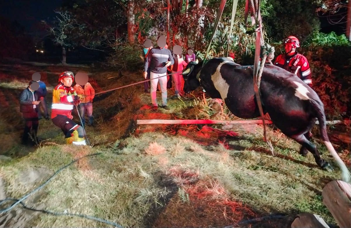BomberosQuito's tweet photo. 🐄 #RescateAnimal | Para #BomberosQuito cada vida cuenta.

👨‍🚒 Nos movilizamos hasta el sector de La Morita, en Tumbaco, para atender la emergencia de una vaca que había caído en una pendiente y debido a la complejidad del terreno y la altura no podía salir por sus propios medios.

🛠️ Tras evaluar la situación, nuestro equipo realizó amarres con fajas para asegurarla durante la operación y con el apoyo del brazo hidráulico de una de nuestras unidades de rescate logramos extraerla de forma segura.

♥️ Una vez a salvo, verificamos que se encontraba en buenas condiciones y la dejamos a buen recaudo con sus propietarios.

#SalvamosVidas