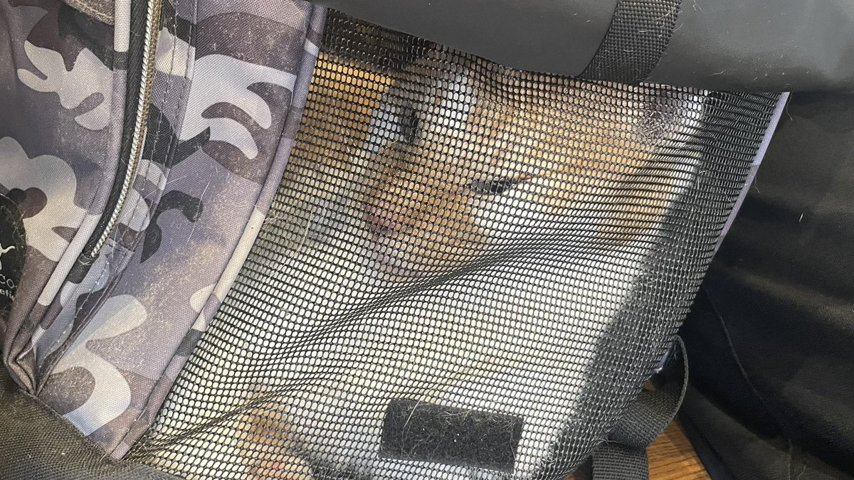 dra_ryusan's tweet photo. 病院まで連れてこられた猫です。 https://t.co/nlTy31L7Ol