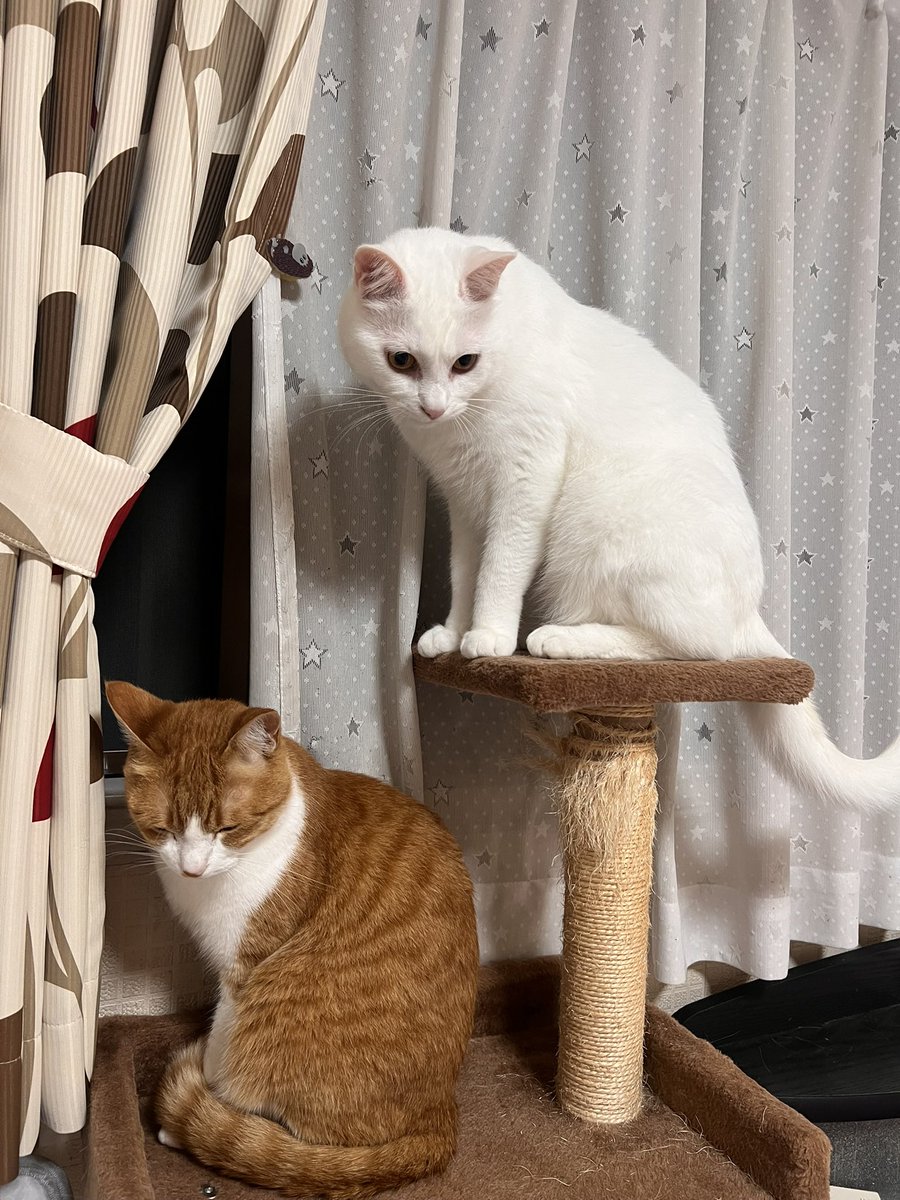 iwwy_224620's tweet photo. 昨日の地震で家の網戸が取れ猫2匹が外に逃げて帰ってきません。昨日から探していますが見つからないので、白猫（えび柄のオレンジの首輪）茶白（水色で赤の水玉首輪）をした猫を見かけたら連絡欲しいです😭
合志市豊岡です
#熊本
#地震
#猫
#迷い猫
#探しています https://t.co/rPxNFm6HGV
