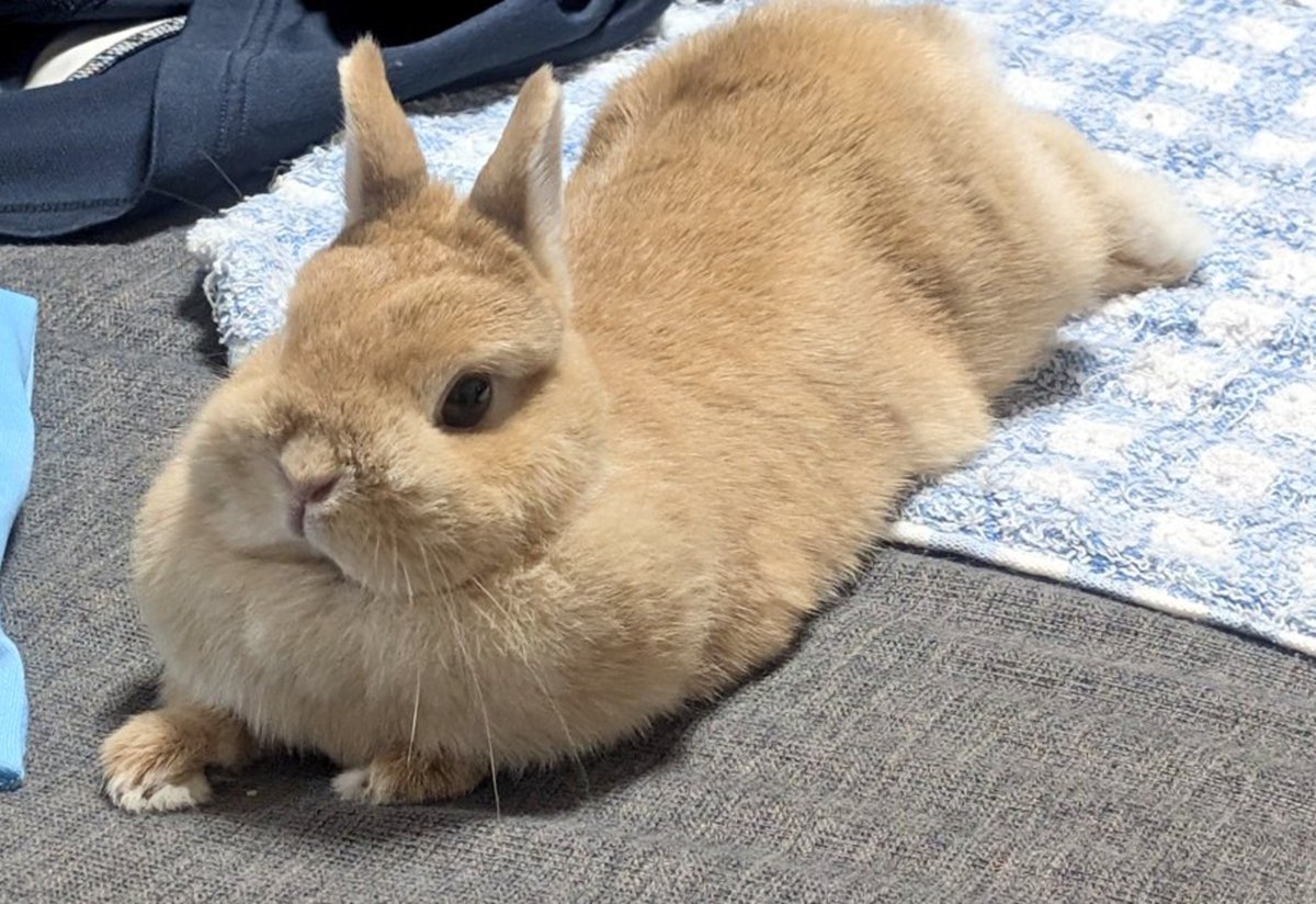 oninninninninni's tweet photo. ぽんず、ぽず、もんず、ぼんず、もち、おもち、ぽぽち、ぽぽぴ、ぽぽちゃん、うさぎ https://t.co/2gBb5jTouc
