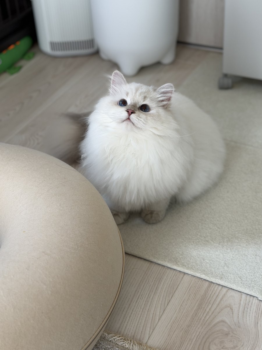 etosamacat's tweet photo. おはようございます、エトさま🐱 https://t.co/kjIOd9CgNv
