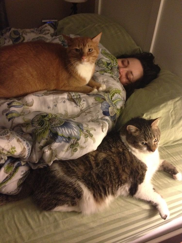 NoCatsNoLife_m's tweet photo. 🐱🐱: Sorry, Dad. There’s no space left for you. https://t.co/5zsX0M5Pxq