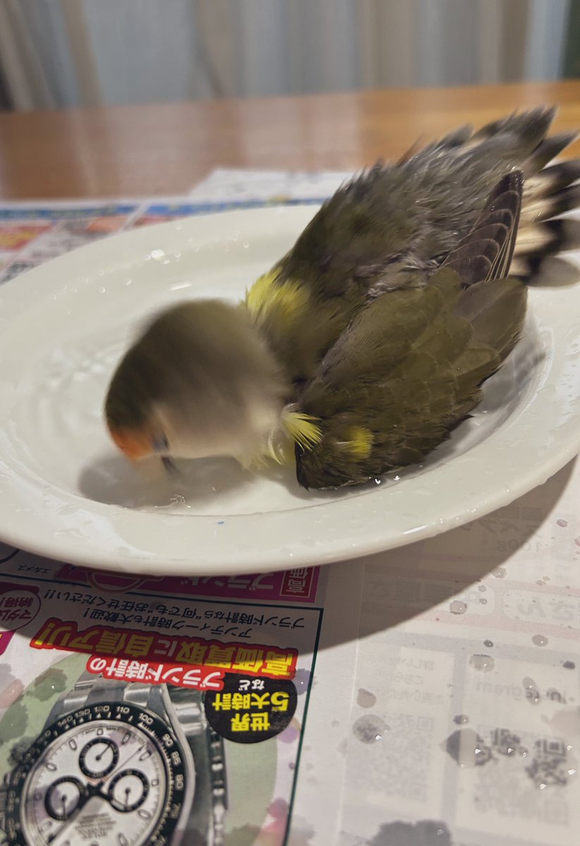 goodgoodbeans's tweet photo. 鳥スープ https://t.co/AMyuMEGZZ0