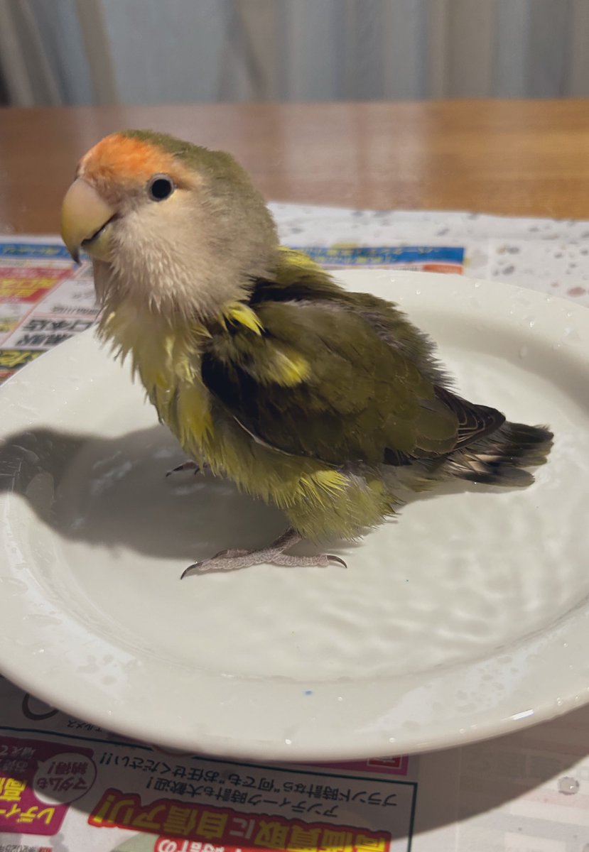 goodgoodbeans's tweet photo. 鳥スープ https://t.co/AMyuMEGZZ0