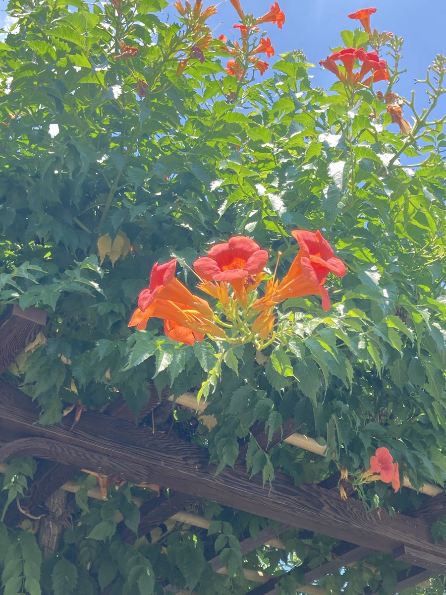 pepakurapark's tweet photo. 会社に咲いてました🌸
すごく夏を感じます🌻🌞😎
何の花かはわかりませんが……
#ハイビスカス ？ https://t.co/hXyQsJavoz