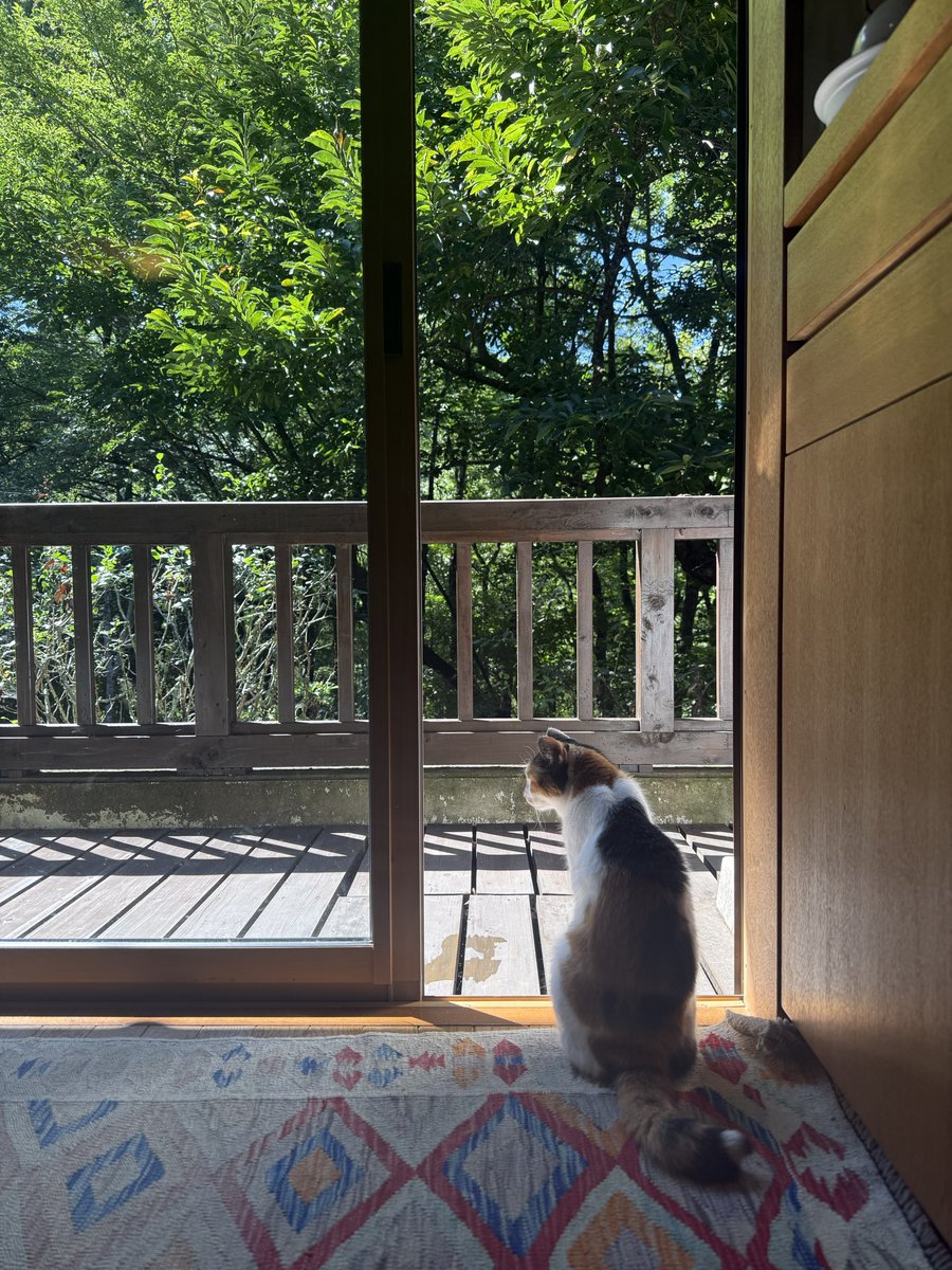 hanamomoact's tweet photo. 熊本、どうか厳しい暑さになりませんように。 https://t.co/XzOLBetMiA