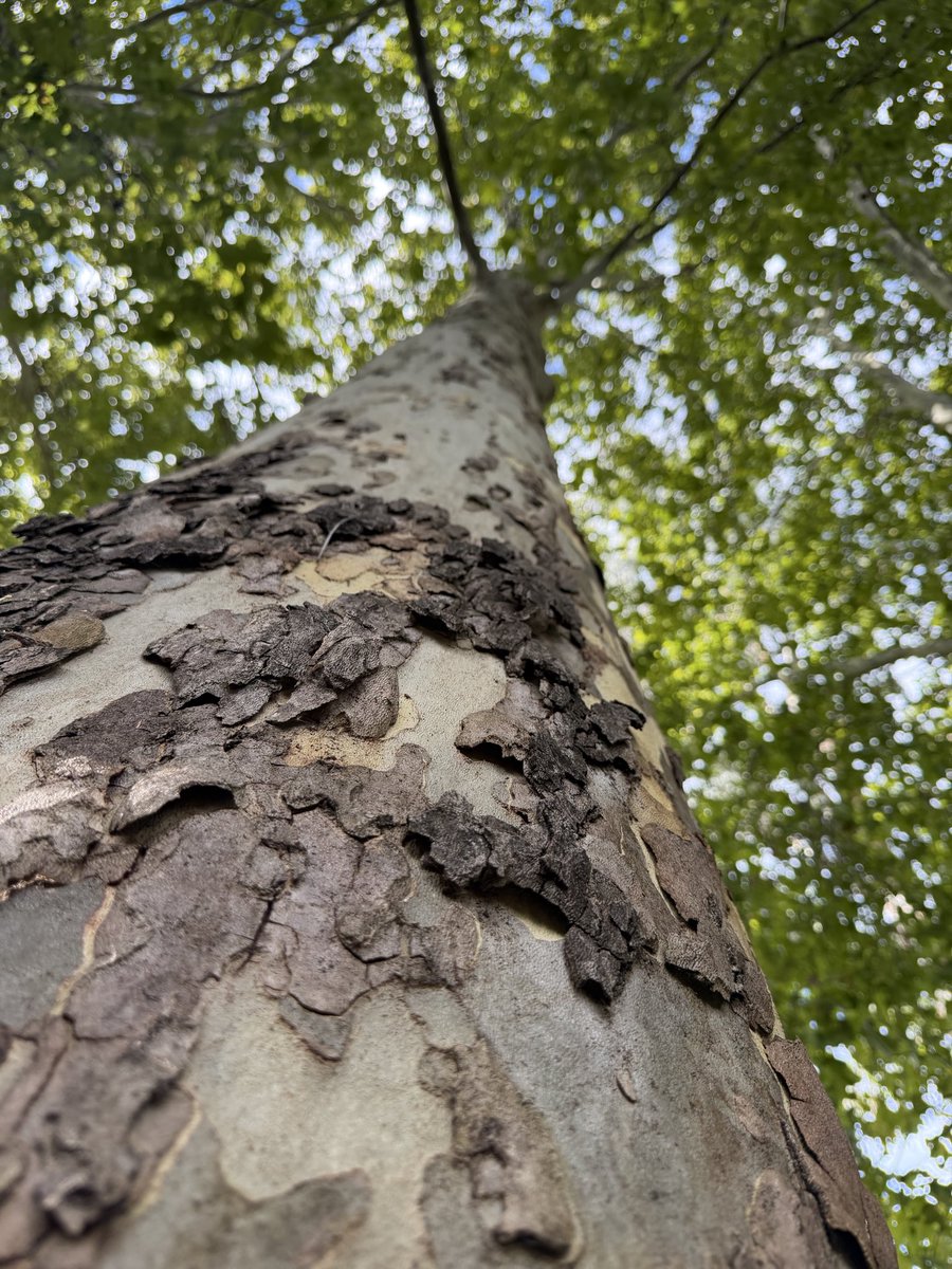 FilipHansen79's tweet photo. #ThickTrunkTuesday
#TreePeople https://t.co/eUkB2Gdeuh