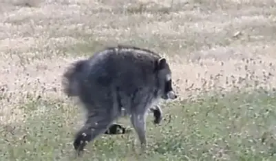 aapete85's tweet photo. I've seen more proof of life of a retarded raccoon in Washington State than I have of a retarded turtle in Washington DC. https://t.co/WzDg9sN7PI