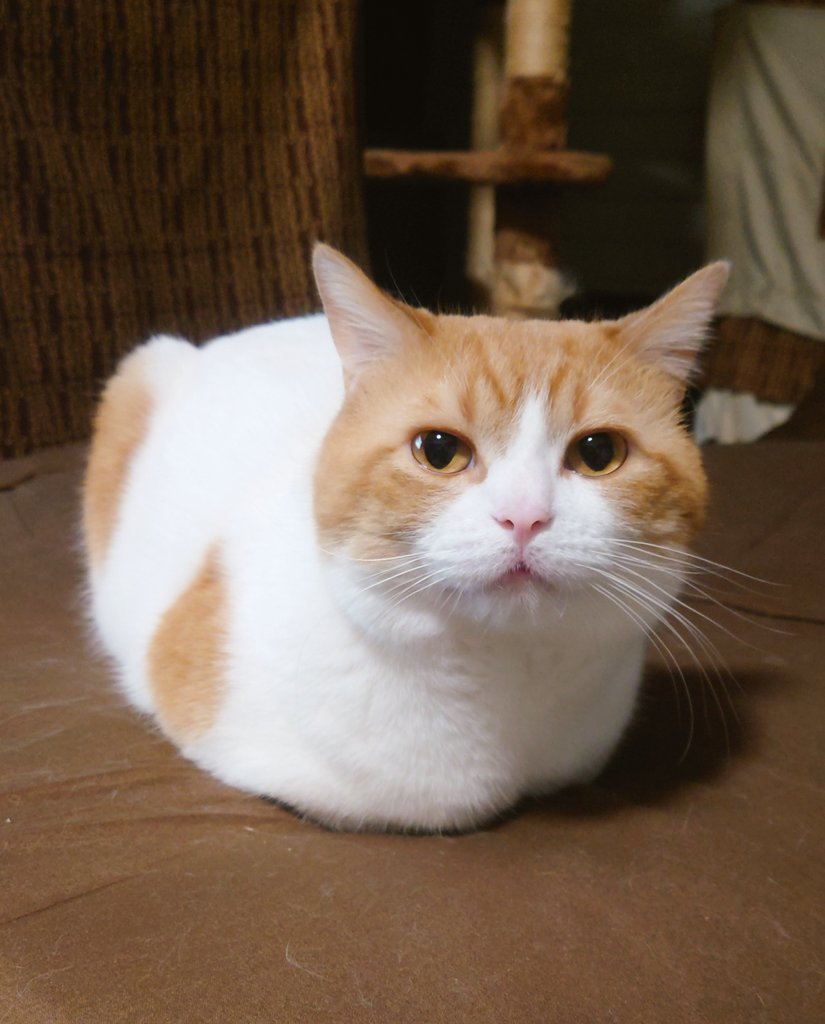 ochamarusan0126 tweet picture