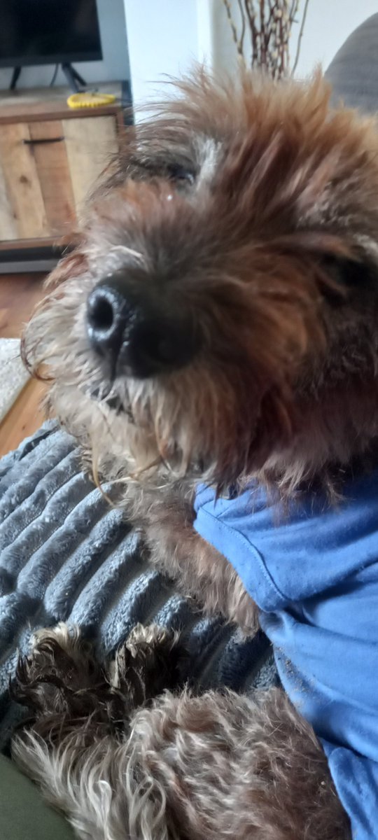 Dogslover41y's tweet photo. Mum and me don't post as much as we did cos we has a lot going on. If it weren't for the fabby pals we had made we would leave. We lose followers every day. 😢That's OK we can't be everyfurs cup of tea. But how can you resist this face ??? Grr!! 🤪 #zshq https://t.co/jWCH7zMgaV