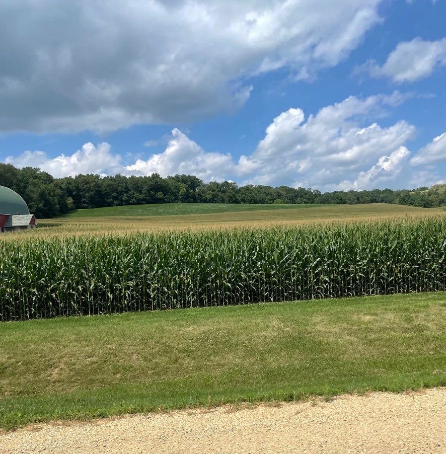 midwestern_ope's tweet photo. Midwesterners will see a bountiful crop and just say “hell yeah” https://t.co/U1ZN4oSrC3