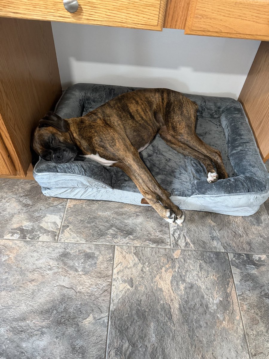 brookstheboxer's tweet photo. i got a new bed.. safe to say i really like it😴🤗 #Snuggles #mynewdogbed #boxerdog https://t.co/UmSE5xbofM