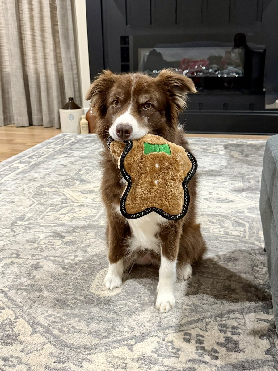 StaceyHiller's tweet photo. That look… 😂❤️

The fluffy girl has spoken: all attention belongs to her. 🐾👀 https://t.co/t1iC3tZ4vR