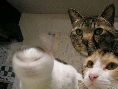 PunchingCat's tweet photo. https://t.co/5lINJf9wUQ
