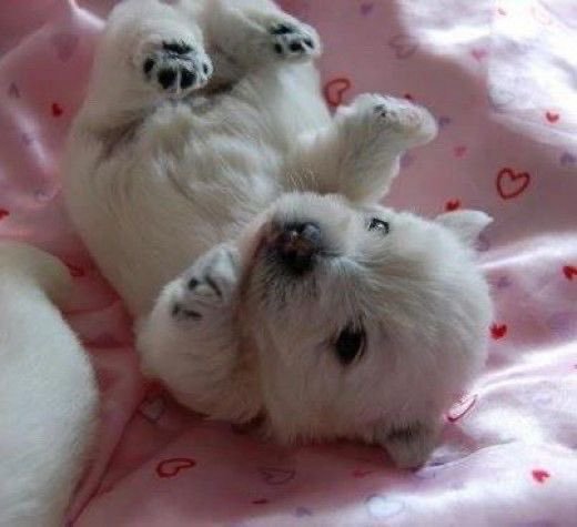 puppies_video's tweet photo. So cute and pricious puppie https://t.co/1CoBGB4uRt
