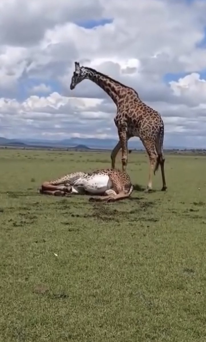 PeculiarGiraffe's tweet photo. @MtnDoe You’re next https://t.co/OmEwTSbFT5
