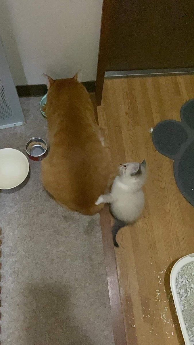 twaniimals's tweet photo. https://t.co/8knNQeJ91P