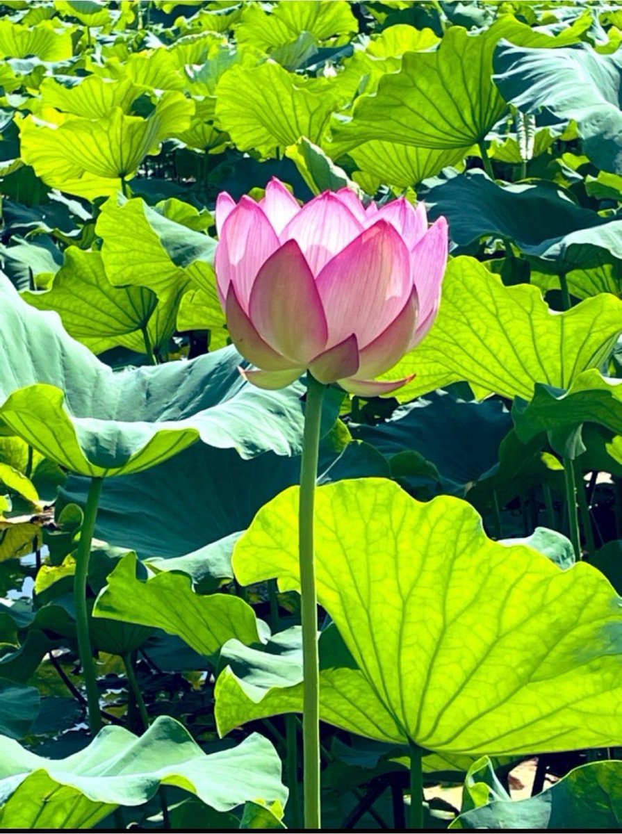 wishbonAsh's tweet photo. 一寸先は闇、その先は

今日わたしが出来る事
たんたんとたんたたんとね🌱 https://t.co/kmYK06L51J