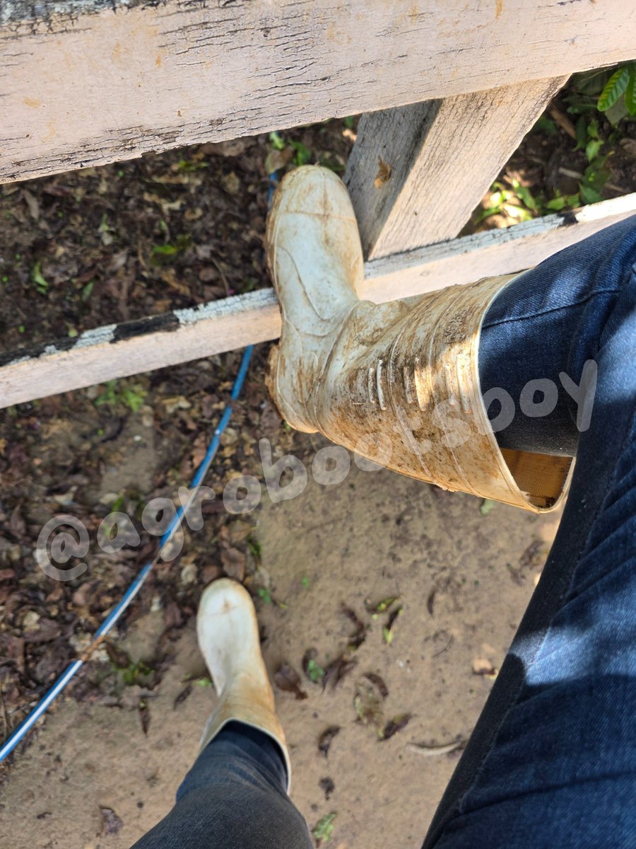 agrobootsboy's tweet photo. Barro, trabalho e botas brancas marcadas pelo agro. Para quem entende, cada passo tem seu charme. 👢🌾

#RubberBoots #WhiteBoots #BootFetish #RubberFetish #FootFetish #DirtyBoots #Agro #FarmLife #Pés #Chulé https://t.co/i1zLJeBDxs