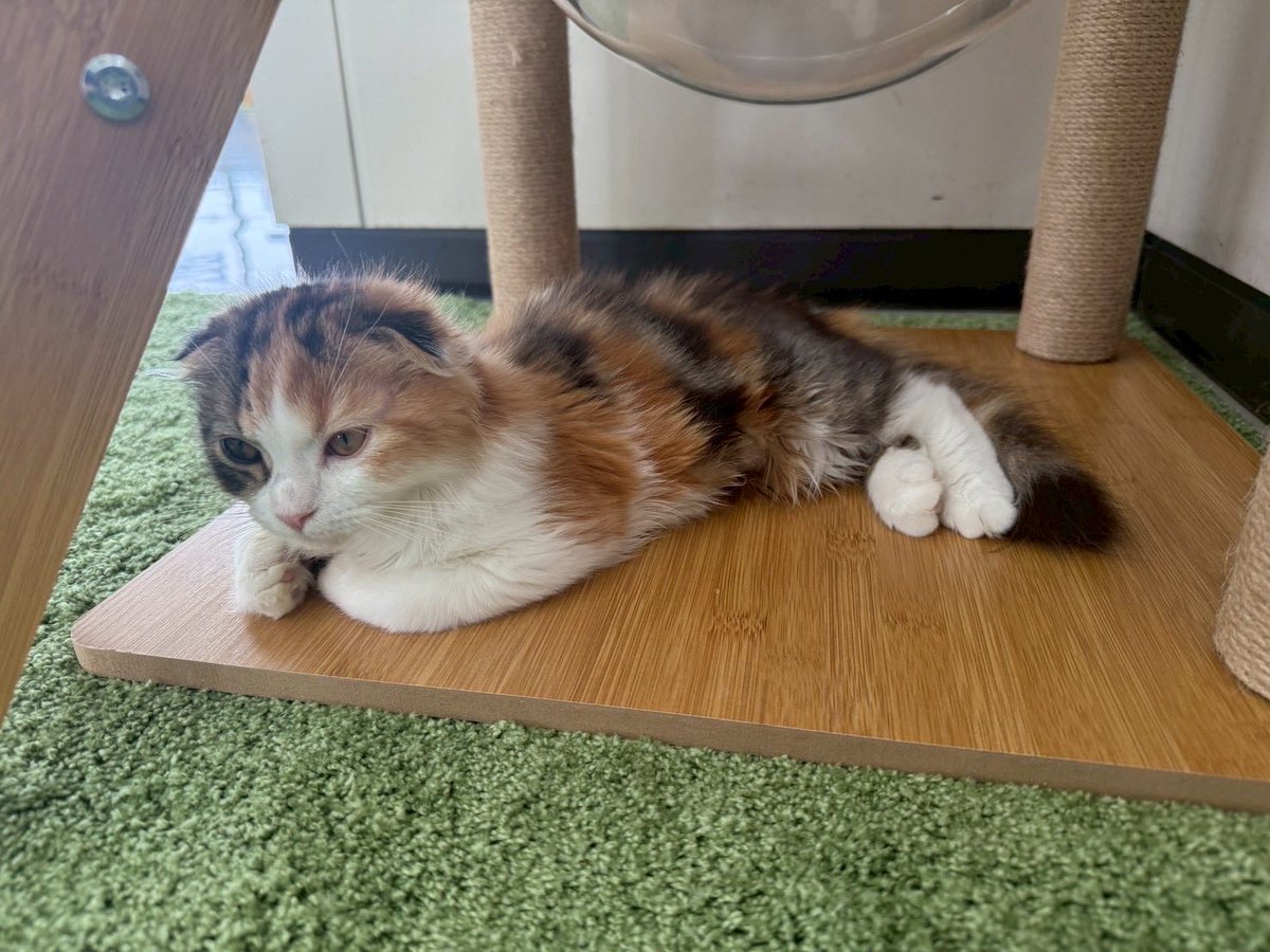 nametweeet's tweet photo. 霞ケ浦ふれあいランド虹の塔にて『天空のねこカフェ』開催中です🐱
連日、沢山のお客様にご来場いただき大好評❗️
より多くのお客様に猫たちとお楽しみできるよう、土日祝日の店内ご利用時間を45分間とさせていただきます。
詳しくは
https://t.co/XJpjDWHX42
#行方市
#天空のねこカフェ
#ねこカフェ https://t.co/adWYcciO9z