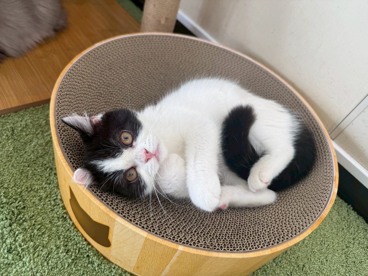 nametweeet's tweet photo. 霞ケ浦ふれあいランド虹の塔にて『天空のねこカフェ』開催中です🐱
連日、沢山のお客様にご来場いただき大好評❗️
より多くのお客様に猫たちとお楽しみできるよう、土日祝日の店内ご利用時間を45分間とさせていただきます。
詳しくは
https://t.co/XJpjDWHX42
#行方市
#天空のねこカフェ
#ねこカフェ https://t.co/adWYcciO9z