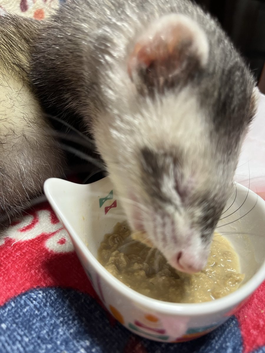 ruumama01's tweet photo. ふやかしにヘルスチャージ入れたものはたべてくれるけど、
カリカリは全然食べてくれない😭
夏バテ？
病院行ったけど特に異常なし
元気だけど、カリカリ食べない😭
夏になるとカリカリ食べてくれない子いますか？😭

#フェレット https://t.co/vL3YY0YgYF