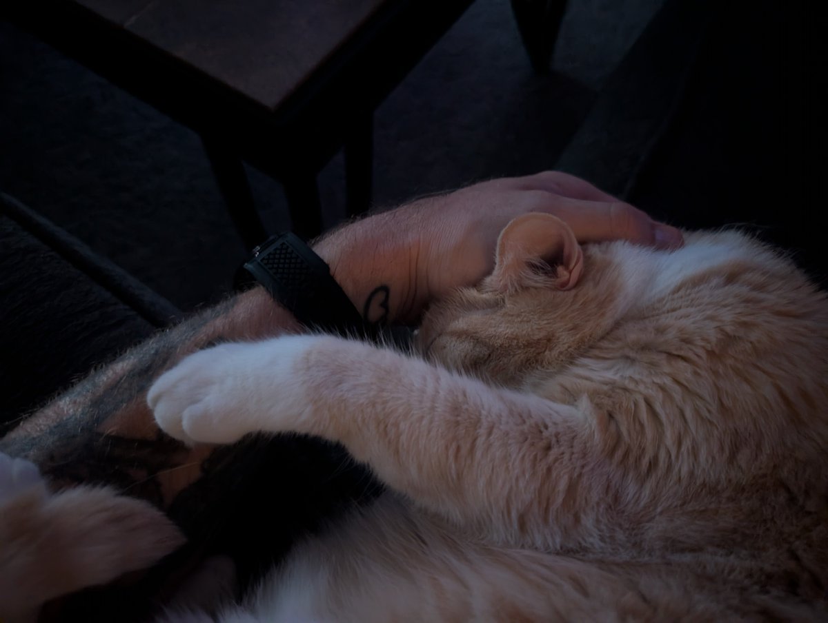 michaelacook's tweet photo. @catsareblessing Current sitch https://t.co/kFsGE5cvMy