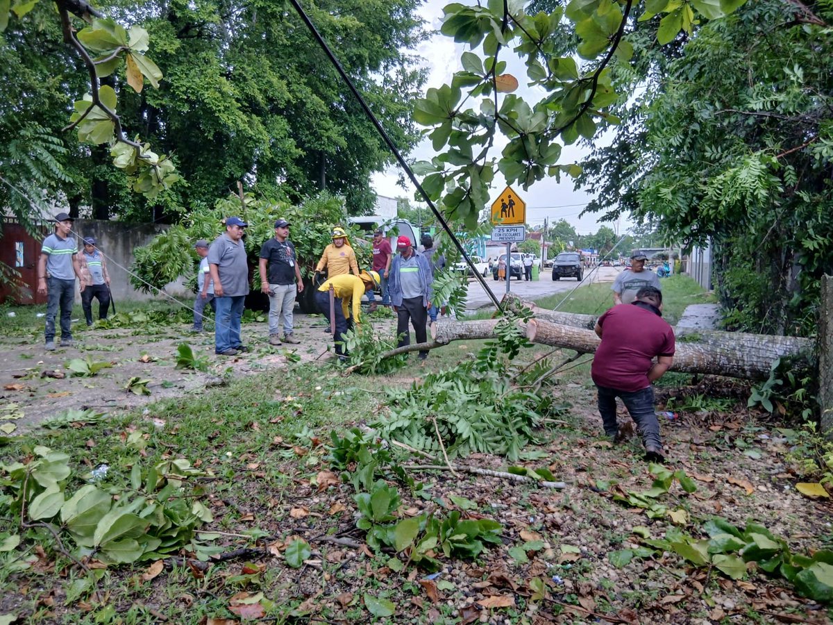 ConredGuatemala's tweet photo. #Petén Personal municipal y la Brigada de Respuesta Inmediata (BRI) realizaron trabajos de limpieza tras caída de árbol registrada en barrio El Centro, La Libertad, Petén.

Fotografías: Sistema CONRED. https://t.co/uFuT9KW2g1