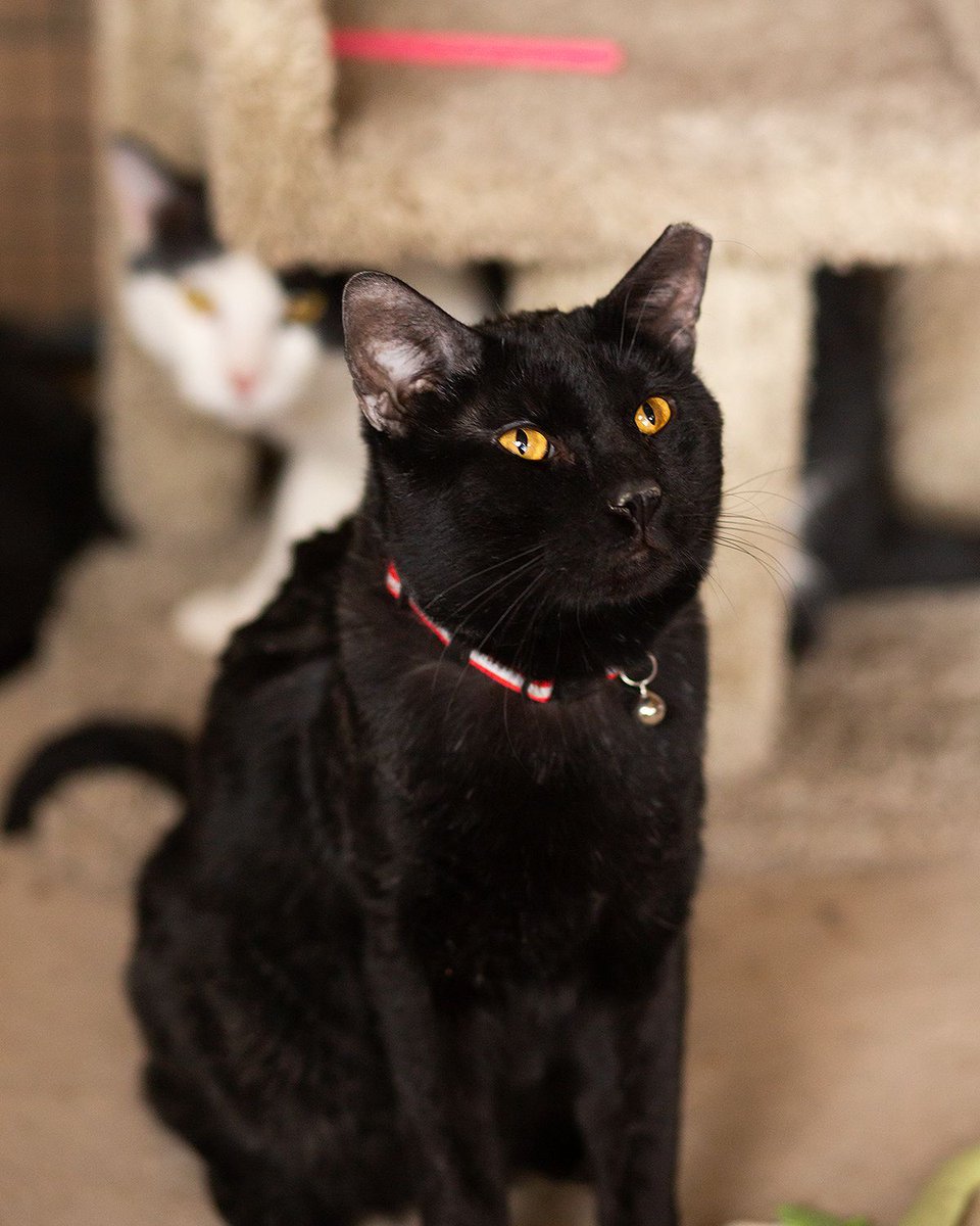 WishesRescue's tweet photo. PEPPERCORN is another gentle giant, one of the kindest boys you could meet! He is a typical loving black cat who gets along with everyone. Please give this wonderful guy a chance, he's a staff favorite! (38/47) https://t.co/XSBiPH1jeR