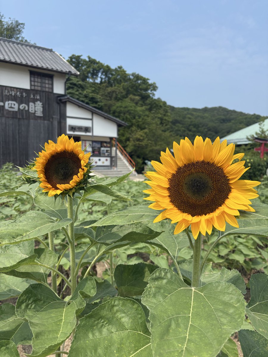 24_hitomi's tweet photo. 7月29日(水)

#二十四の瞳映画村 と #岬の分教場 は9:00~17:00までｵｰﾌﾟﾝ     

#渡し舟 は9:30〜16:30まで運航  

【企画展開催中】 
★万屋展示『曼荼羅DOTART』『船長小屋』 
★ペット・ボトル・キャップ・アート展 https://t.co/Y3Lsu77nj9