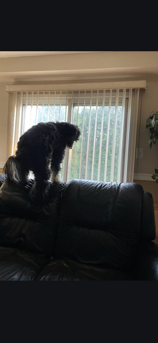 Seags7's tweet photo. My Pet Bear https://t.co/BSnR4BU4dR